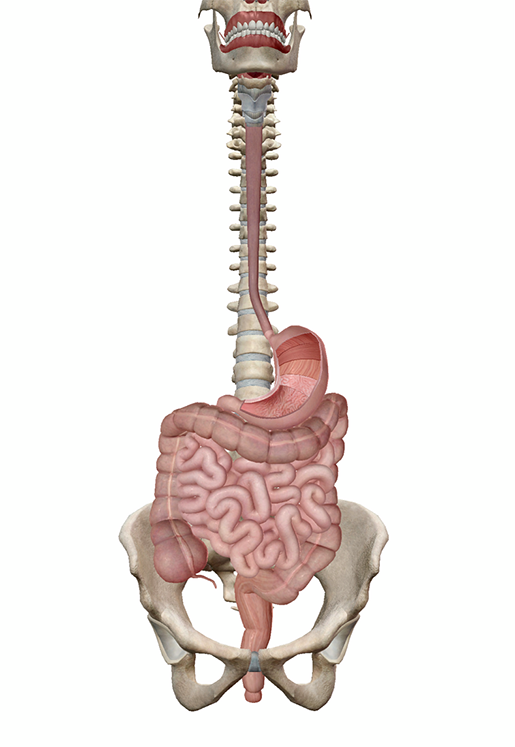 energy-and-metabolism-digestive-system