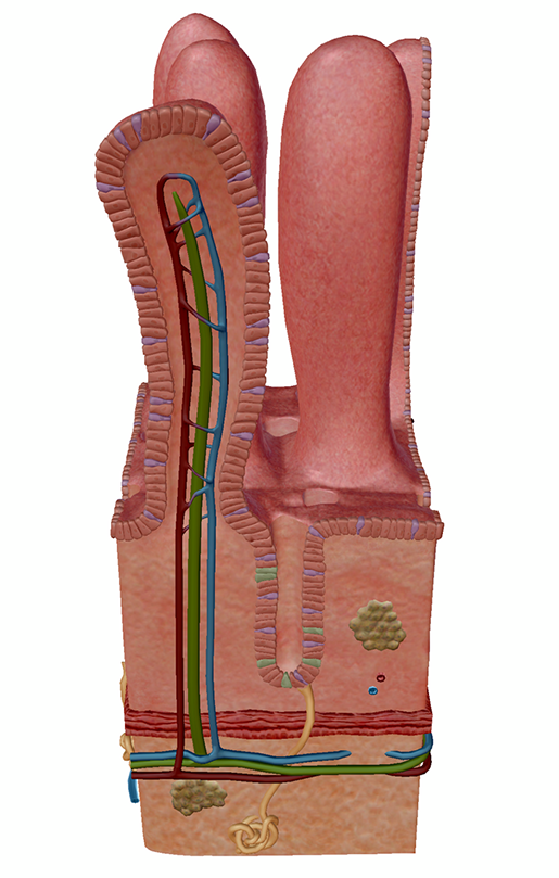 energy-and-metabolism-intestinal-villi