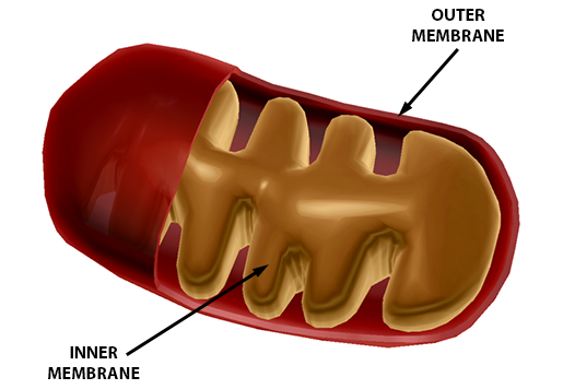 energy-and-metabolism-mitochondria