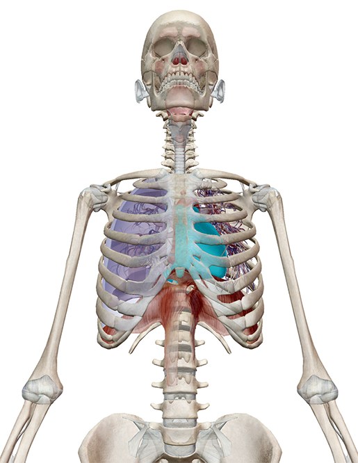 fast-exam-pericardium