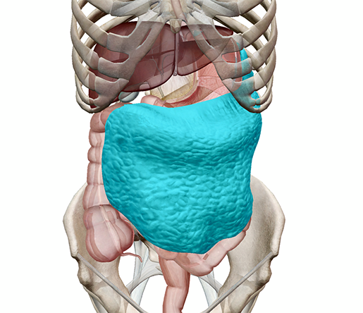 peritoneum-greater-omentum-m
