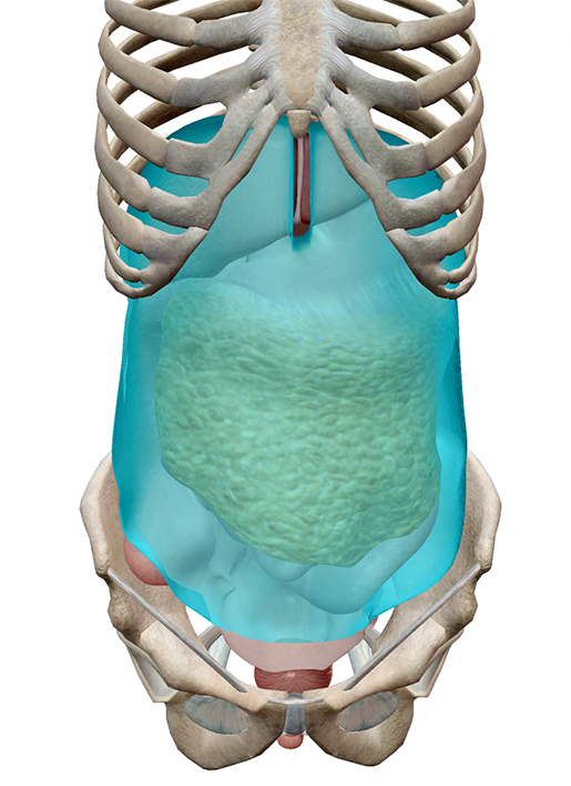 peritoneum-highlighted-m