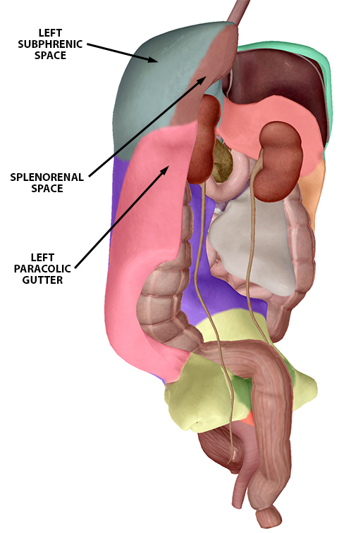 peritoneum-landmarks-left-upper-quadrant-f