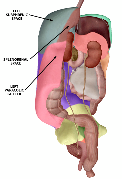 Studying the Peritoneum with Human Anatomy Atlas 2020