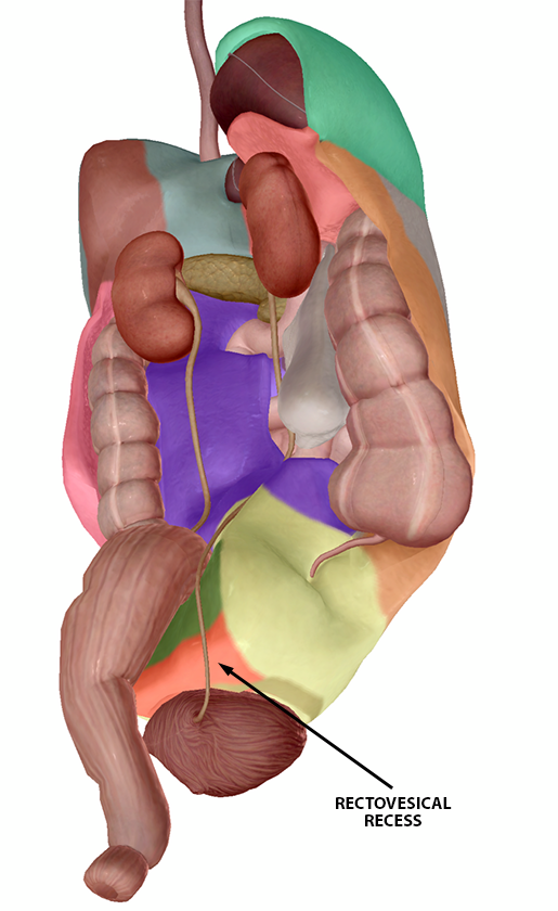 peritoneum-landmarks-pelvis-rectovesical-m