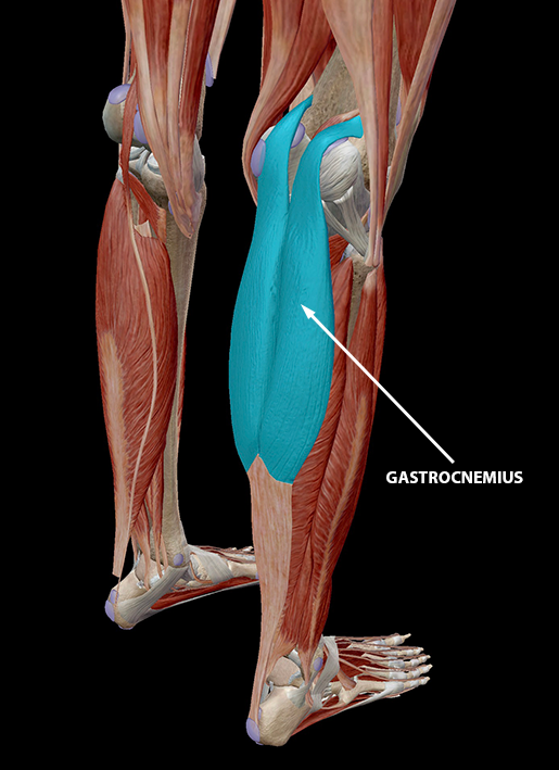 gastrocnemius-muscle