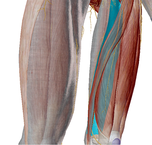 fascia-medial-intermuscular-septum