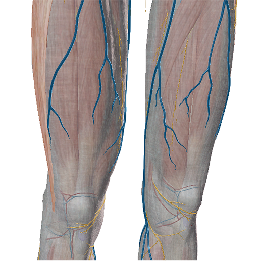 Fascia, vessels and nerves of the upper limb: Video