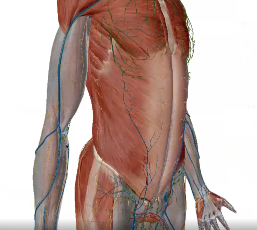 fascia-upper-limb-r