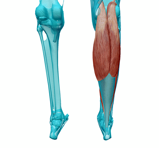 lower-leg-superficial-posterior