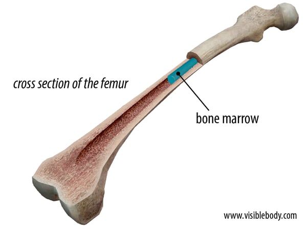 femur bone marrow.png femur bone marrow.png