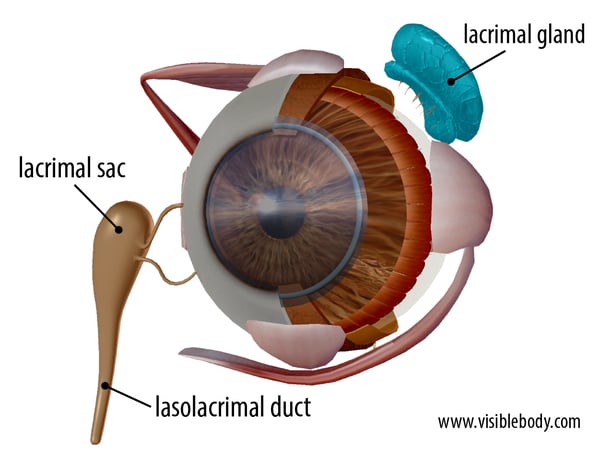 lacrimal glands.png lacrimal glands.png