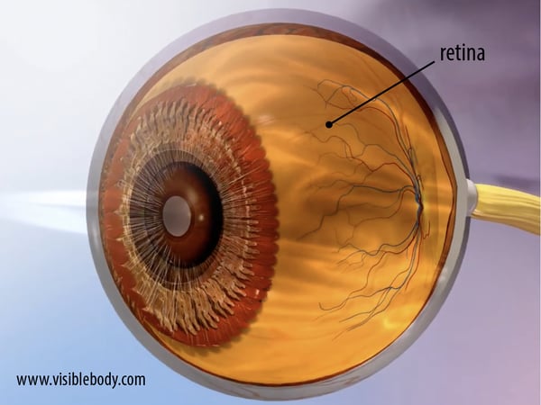 retina.png retina.png