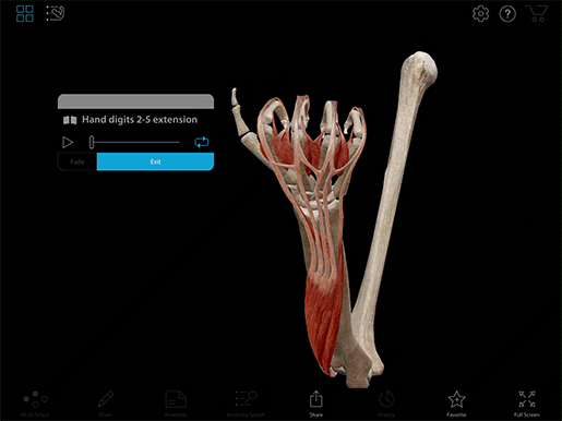 hand-finger-thumb-digits-extension-gif