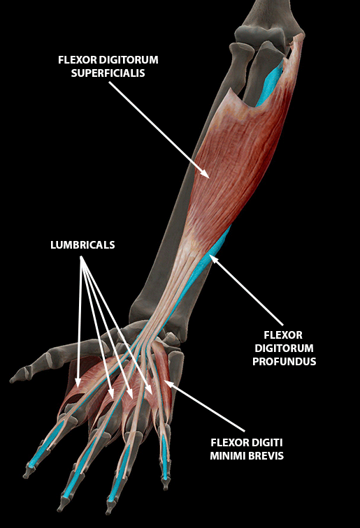 hand-finger-thumb-digits-flexion