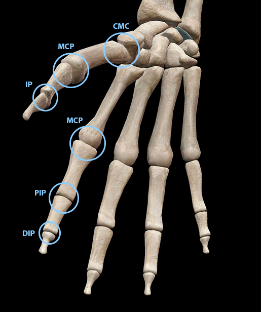 hand-finger-thumb-joints