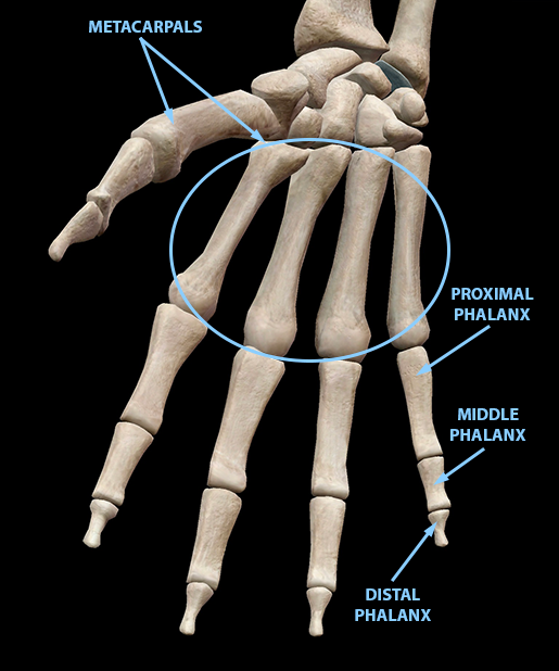 hand-finger-thumb-metacarpals-and-phalanges