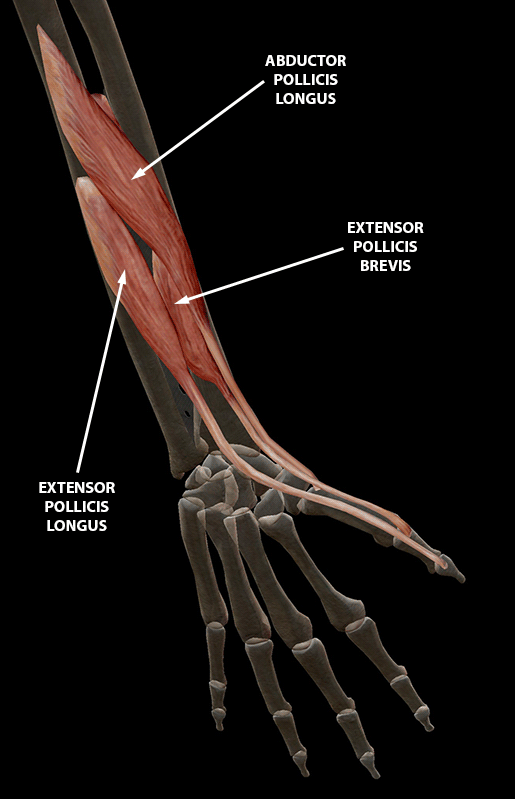 hand-finger-thumb-thumb-extension
