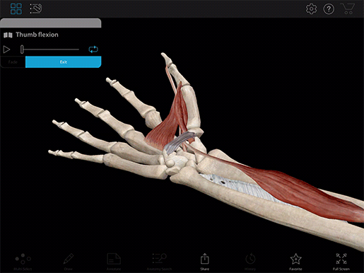 hand-finger-thumb-thumb-flexion-gif