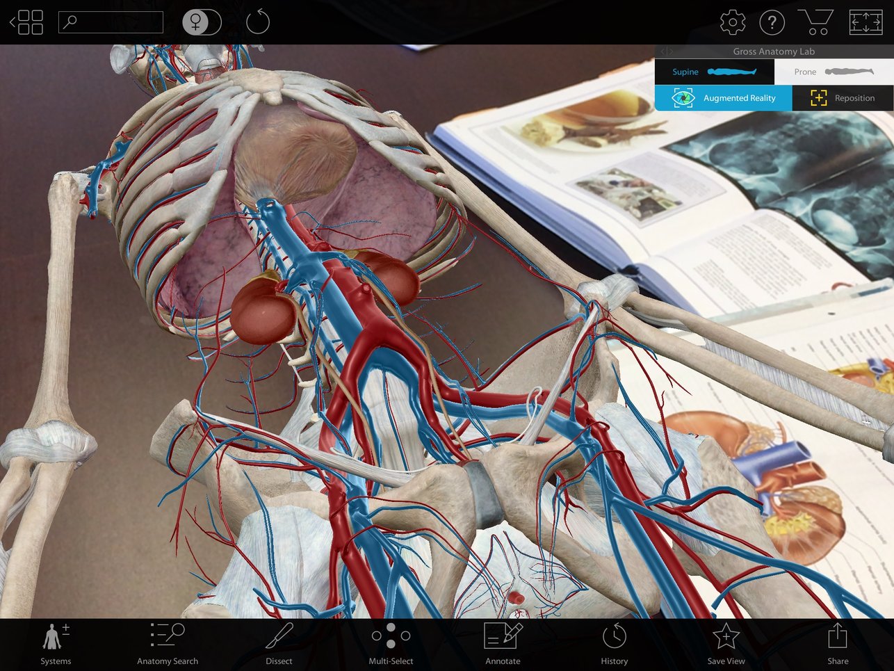 Five Amazing Views in Augmented Reality: Kidney and Urinary Anatomy in AR
