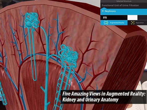 Urinary-System-Nephrons-Title-Image-FINAL.jpg