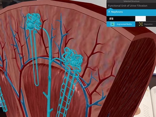Urinary-System-Nephrons.jpg