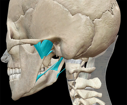 Cranium, anatomy