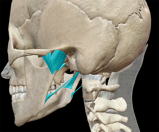 Skeleton-Anatomy-axial-ligaments-temporomandibular-joint-skull