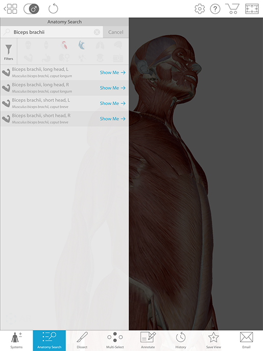 biceps-brachii-anatomy-search-feature