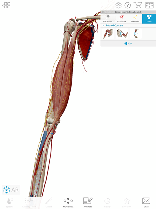 biceps-brachii-content-box-additional-features