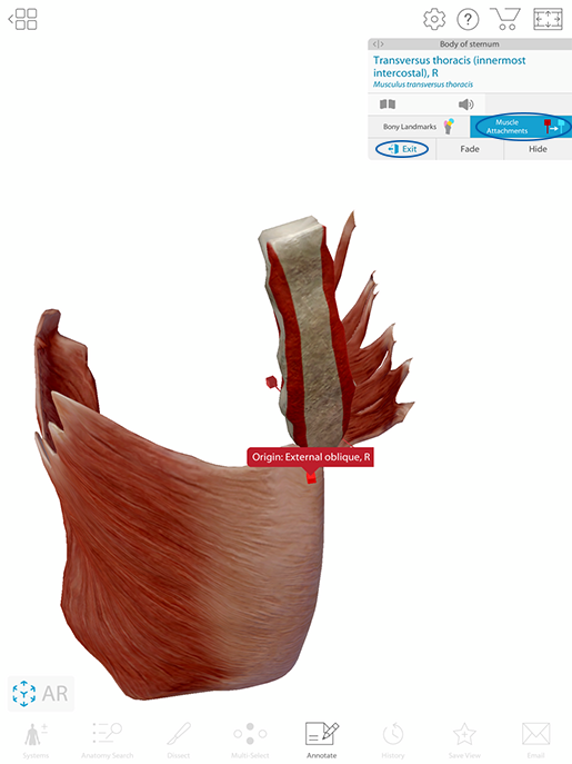 bone-landmark-view-muscle-attachments