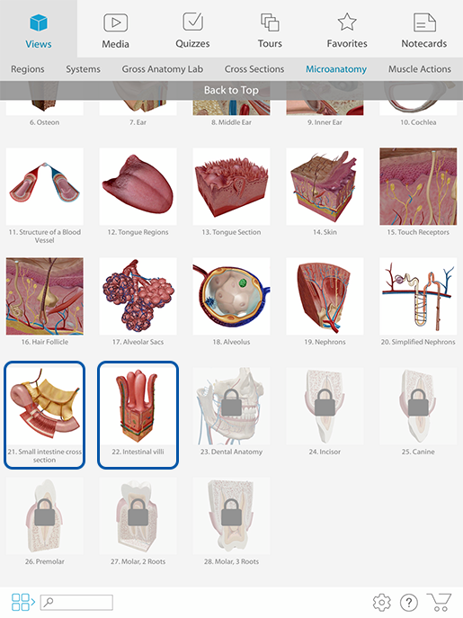 microanatomy-views-intestine-cross-section-and-villi