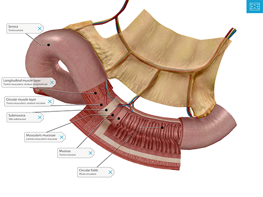 screenshot-small-intestine-layers-tags
