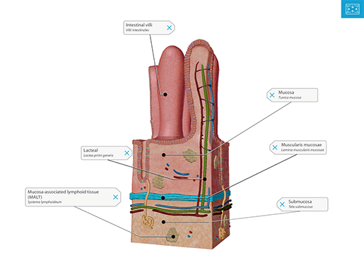 screenshot-small-intestine-villi-tags