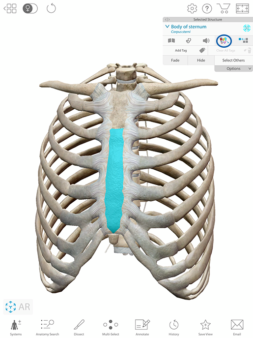 sternum-highlighted