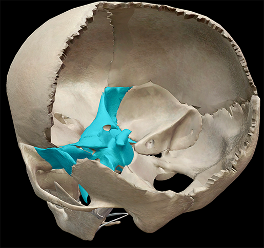 sphenoid-bone-skull-location
