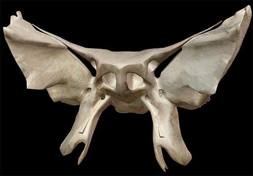 sphenoid-skull-bone