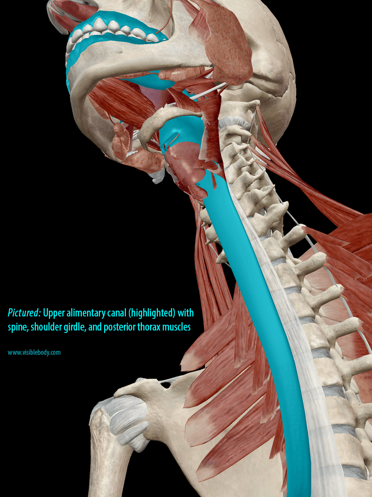The Anatomy and Physiology of GERD: The Pain That Keeps ...