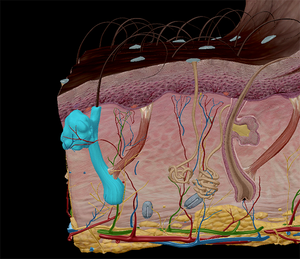 curly-hair-follicle-and-shaft