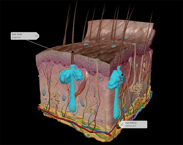 hair-shaft-and-follicle