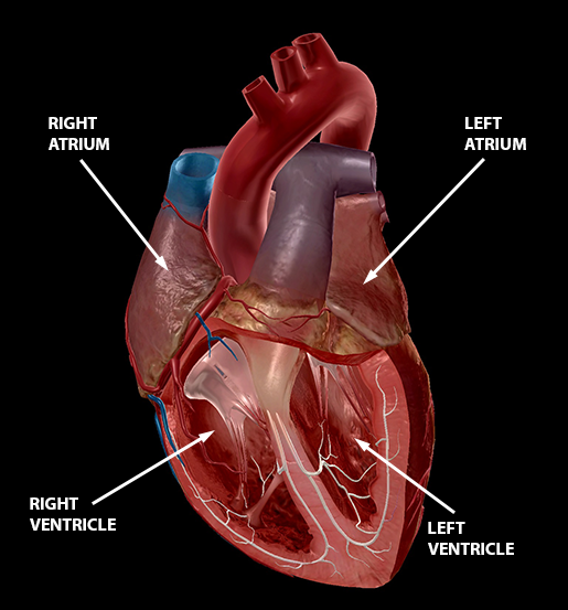 circulatory-system-heart-chambers