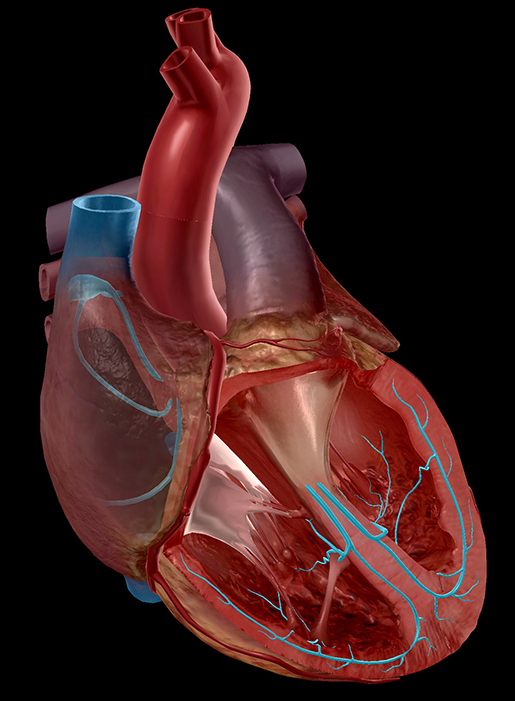 circulatory-system-heart-conduction-system-1