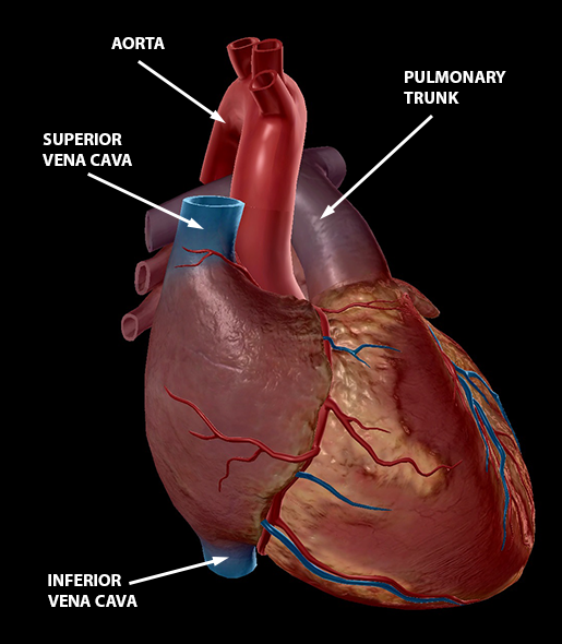 circulatory-system-heart-superior-inferior-vena-cava-aorta-pulmonary-trunk