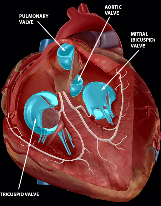 circulatory-system-heart-valves