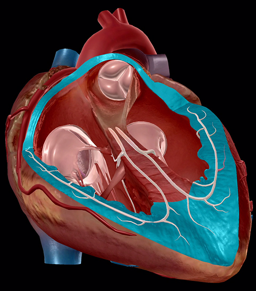 circulatory-system-heart-wall-myocardium