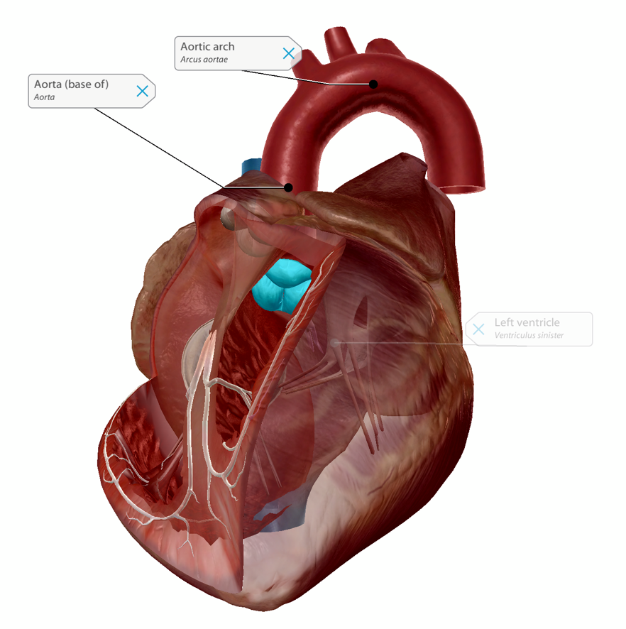 aortic-semilunar-valve