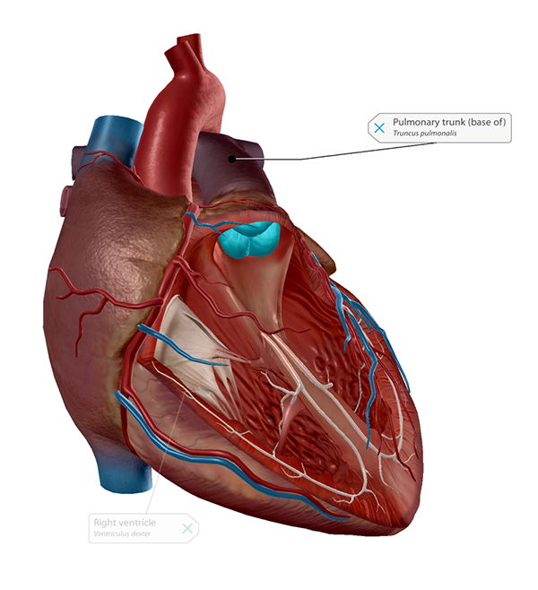 pulmonary valve