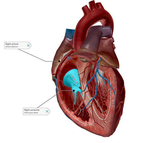 A&p heart video