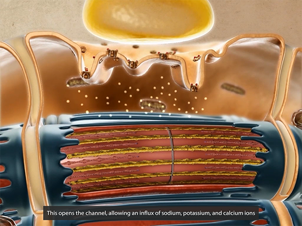 electrolytes-ions-muscle-contraction