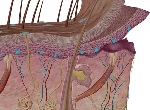 skin-melanocytes